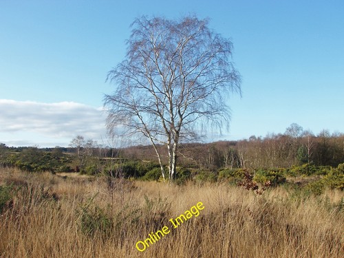 Photo 12x8 silver - photo,